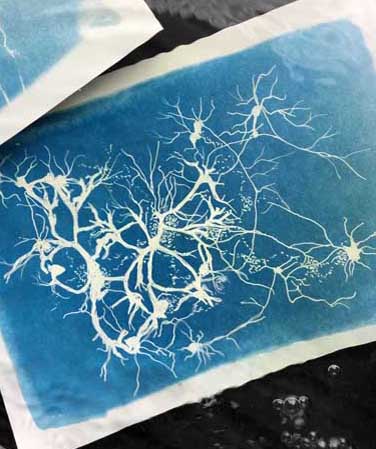 Cyanotype print of neurons created at engagement event with Explore Lifelong Learning